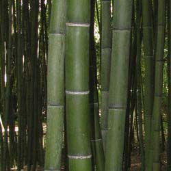 Bambu Phyllostachys vivax